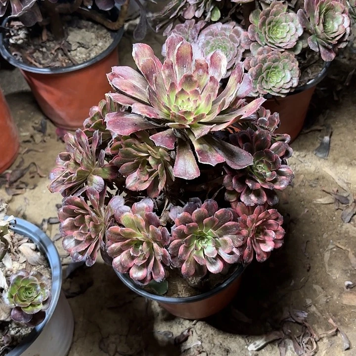 小****多肉植物法师烟花33