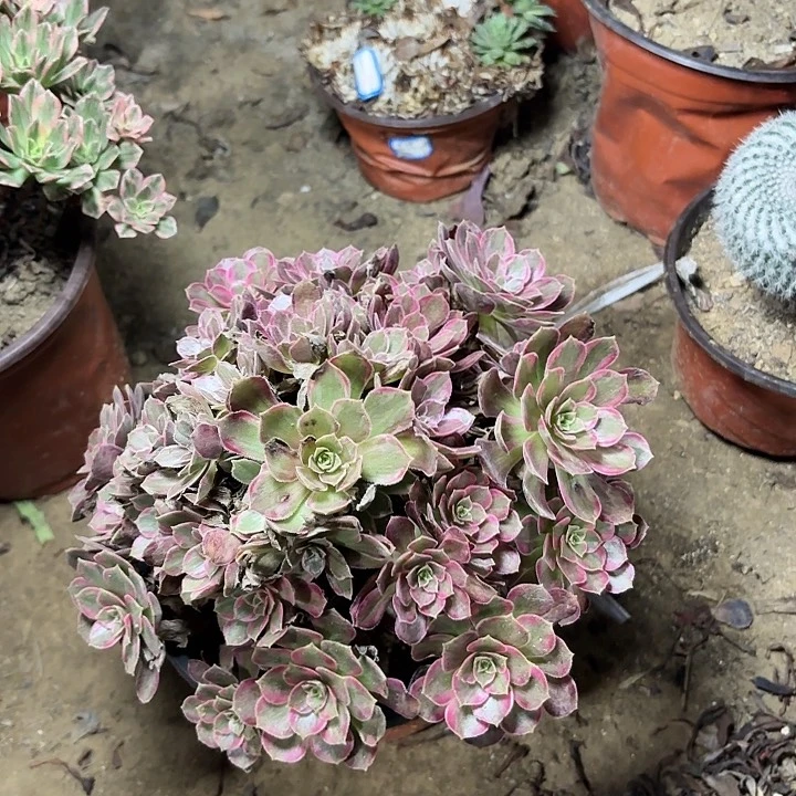 多肉植物法师安娜79