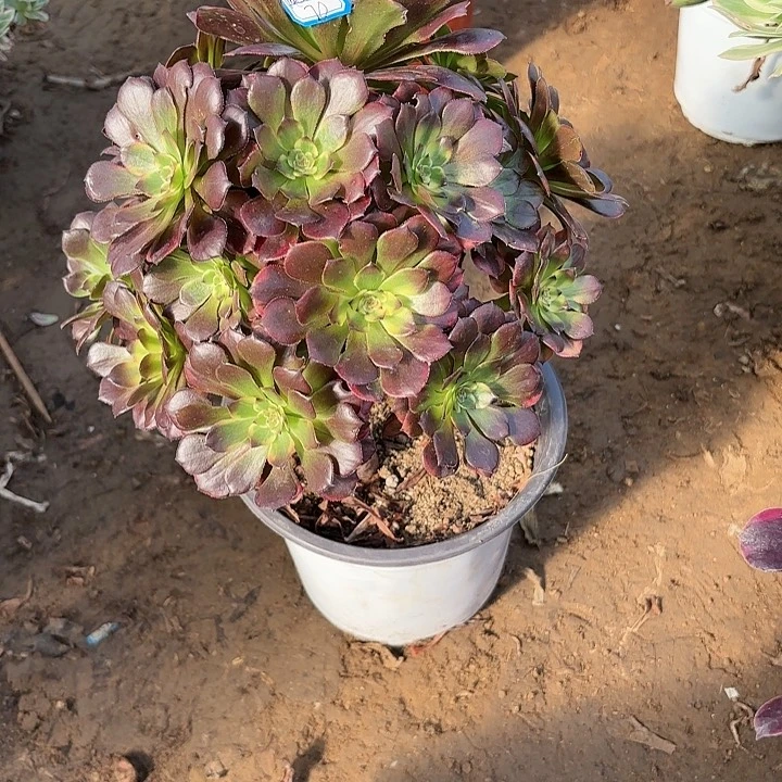 ?多肉植物法师烟花67