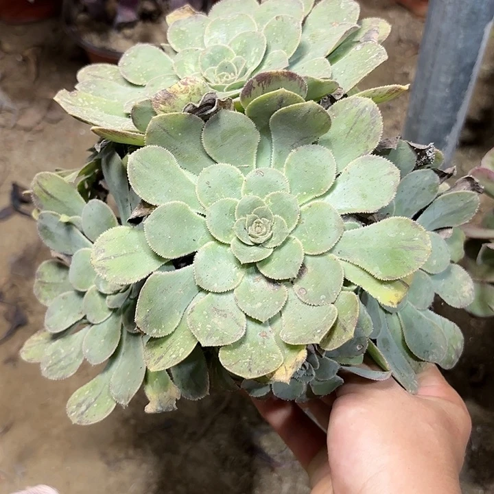 多肉植物沃里克27