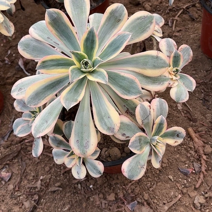 多肉植物法师灿烂46