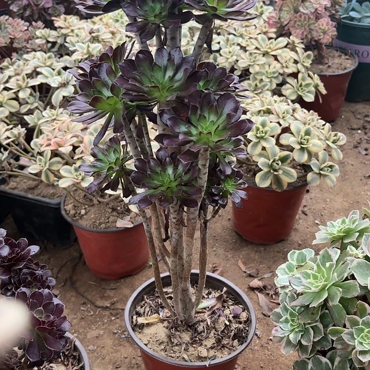 莉*多肉植物法师绿剑12