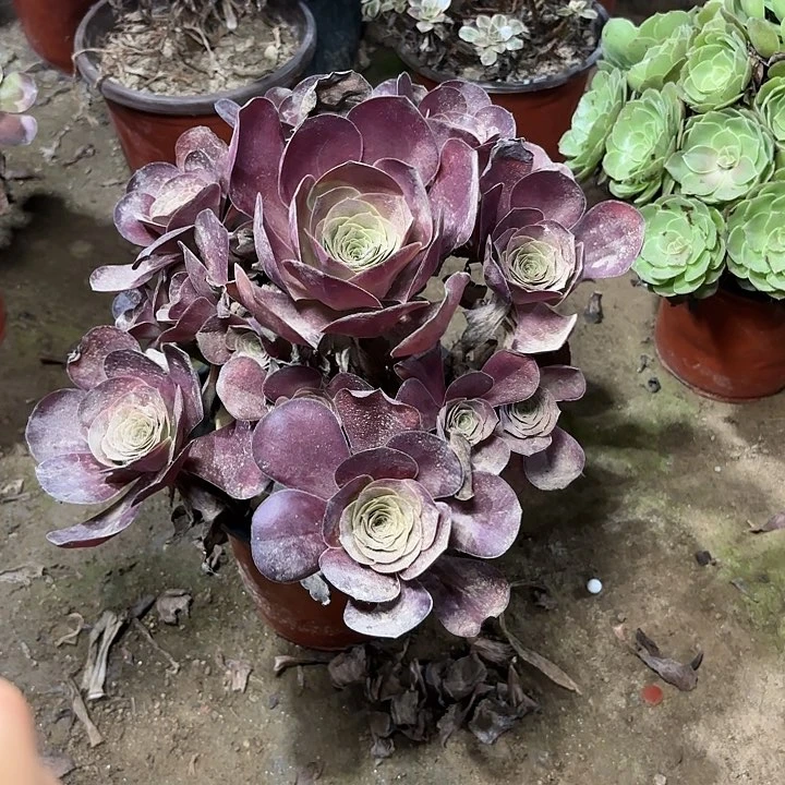 多肉植物魅金玫瑰89