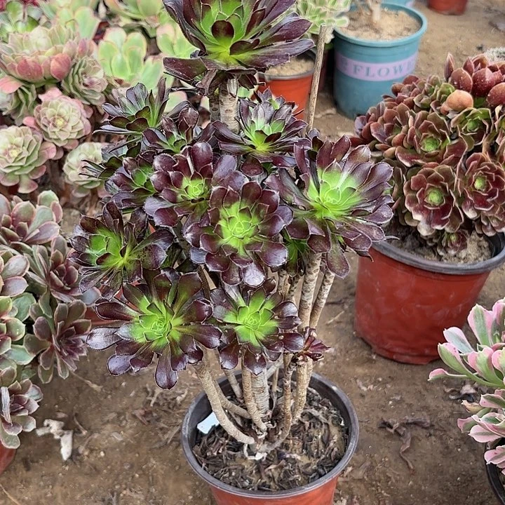 多肉植物法师绿剑20