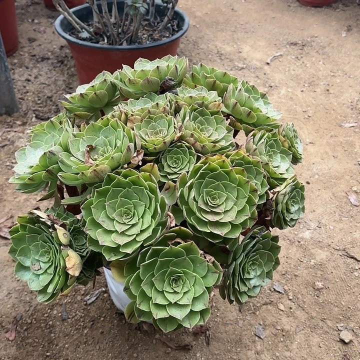 多肉植物万拉丝18