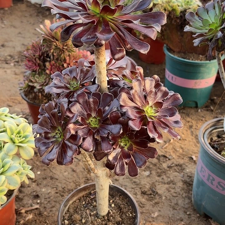 多肉植物法师墨法10