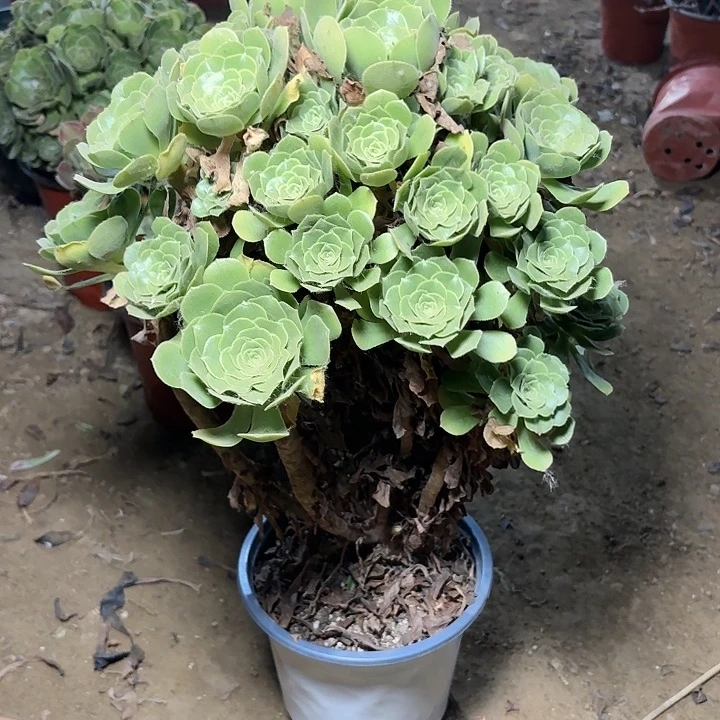 多肉植物绿羊绒8