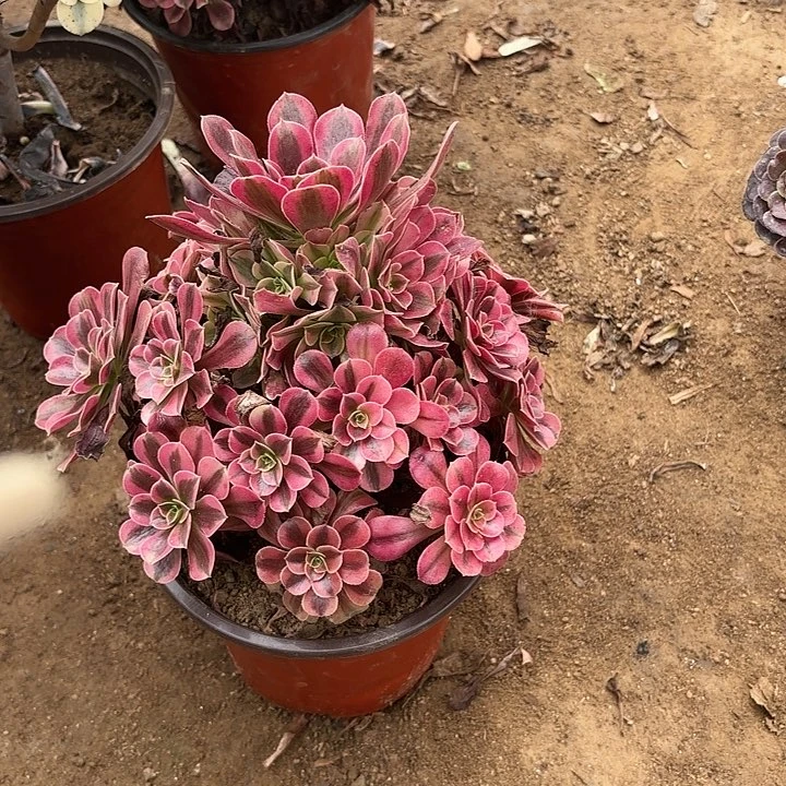 多肉植物美杜莎84