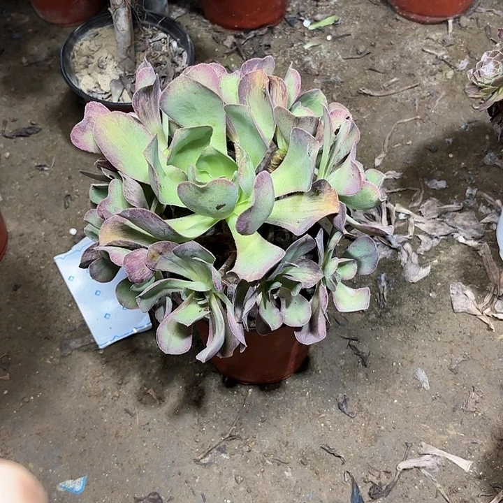 多肉植物红富士33