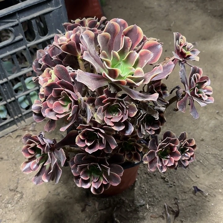 星**睛多肉植物欧嘉莉41