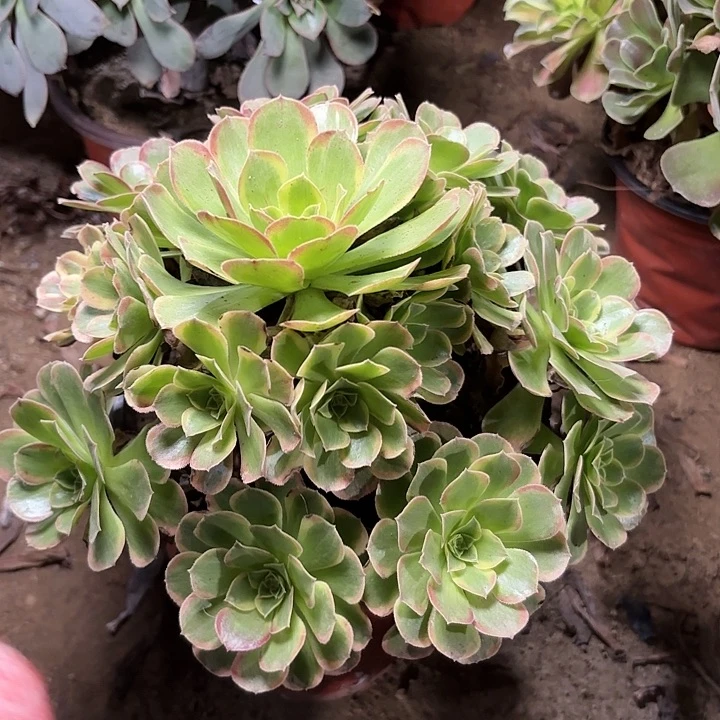 多肉植物法师奶白88