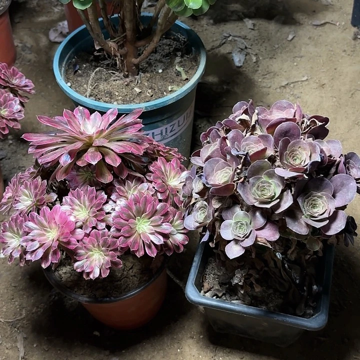 ?****年多肉植物法师两颗129