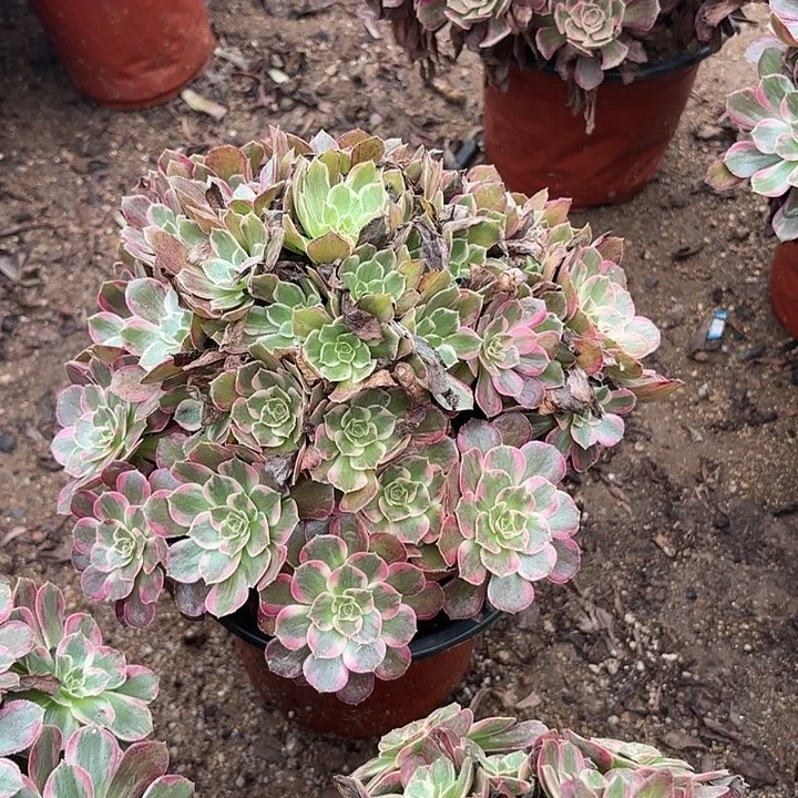 多肉植物法师安娜74