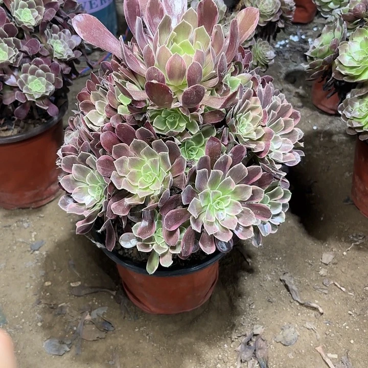 多肉植物金丝雀91
