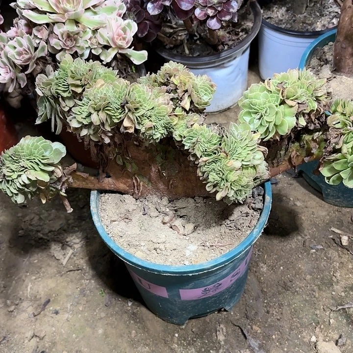 多肉植物万圣节缀97