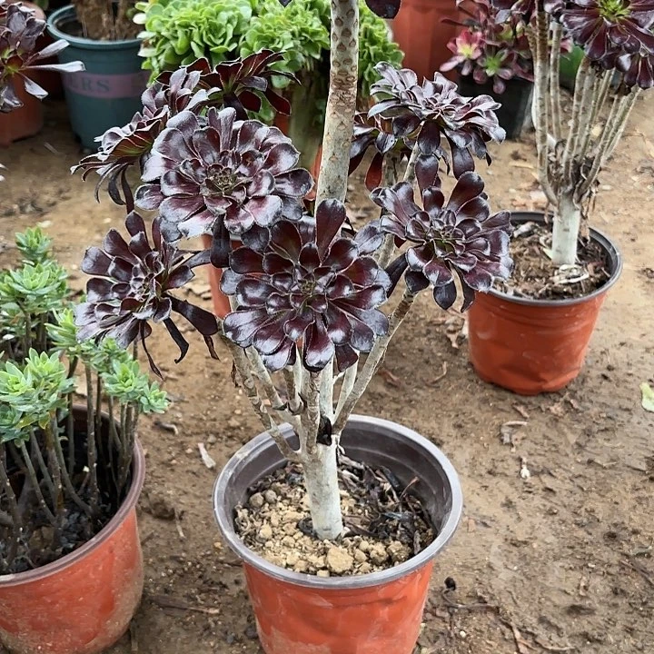 多肉植物法师墨法17