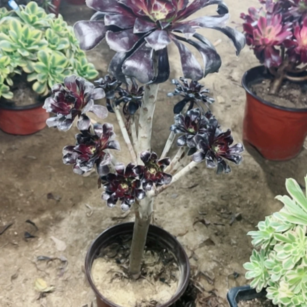 【闪购商品】墨法师67