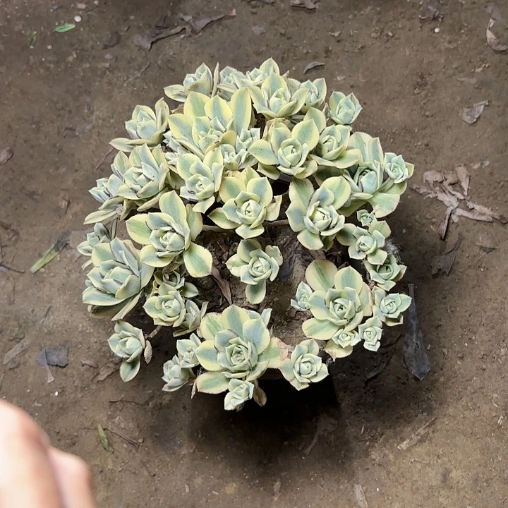 多肉植物法师星爆39