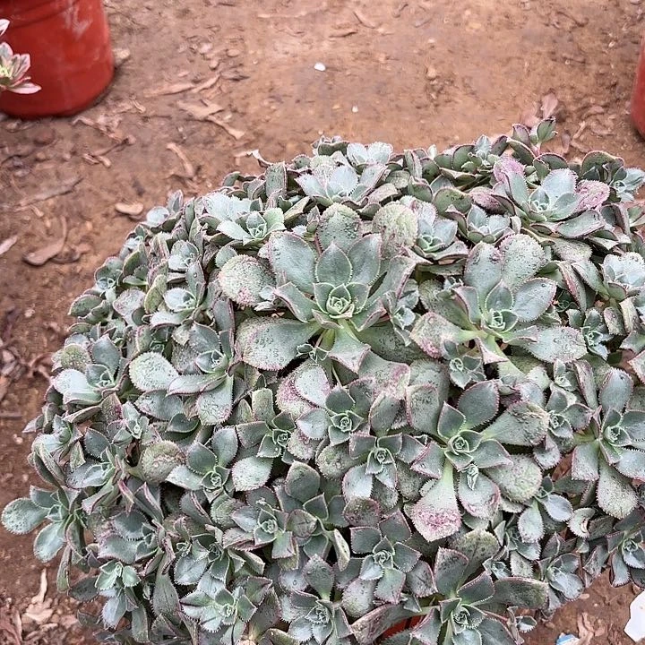 多肉植物小叶戴冠曲32