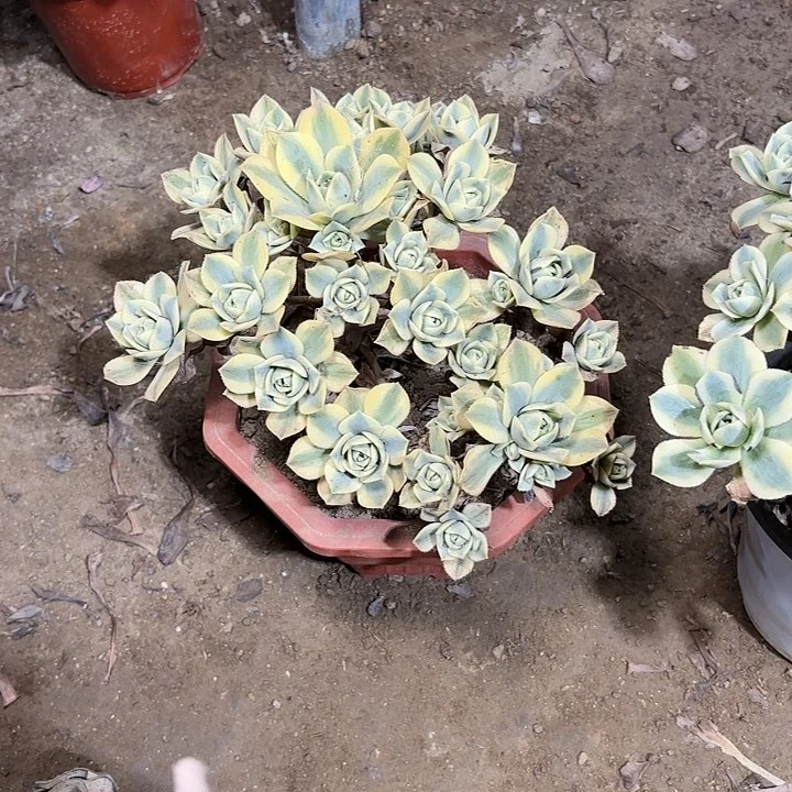 寒**?多肉植物法师星爆111