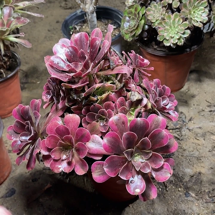 多肉植物美杜莎52