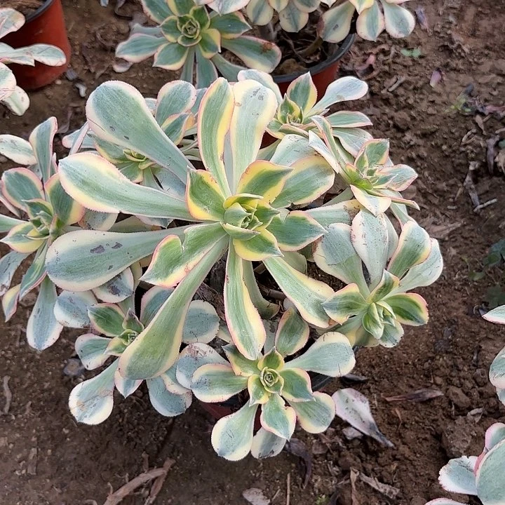 依*多肉植物法师灿烂95