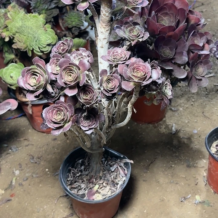 5**7多肉植物厚圆叶10