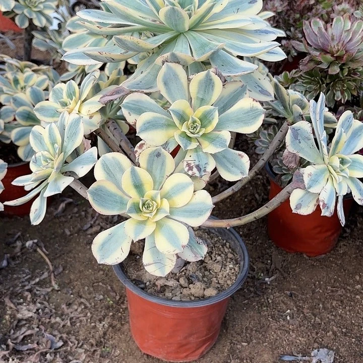 多肉植物法师灿烂87