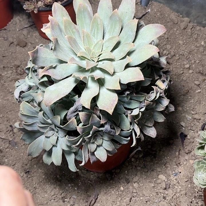 多肉植物曼坨罗49