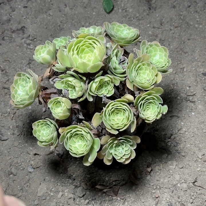 多肉植物法师奶白80