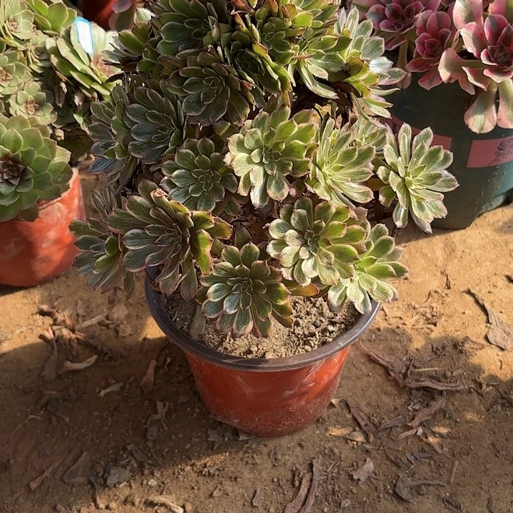 多肉植物法师紫霞83