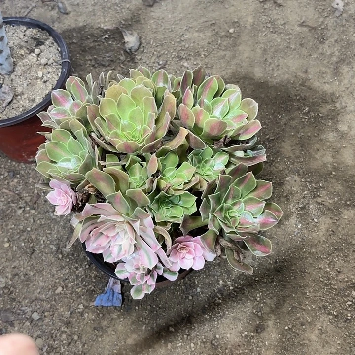 多肉植物女巫中斑91