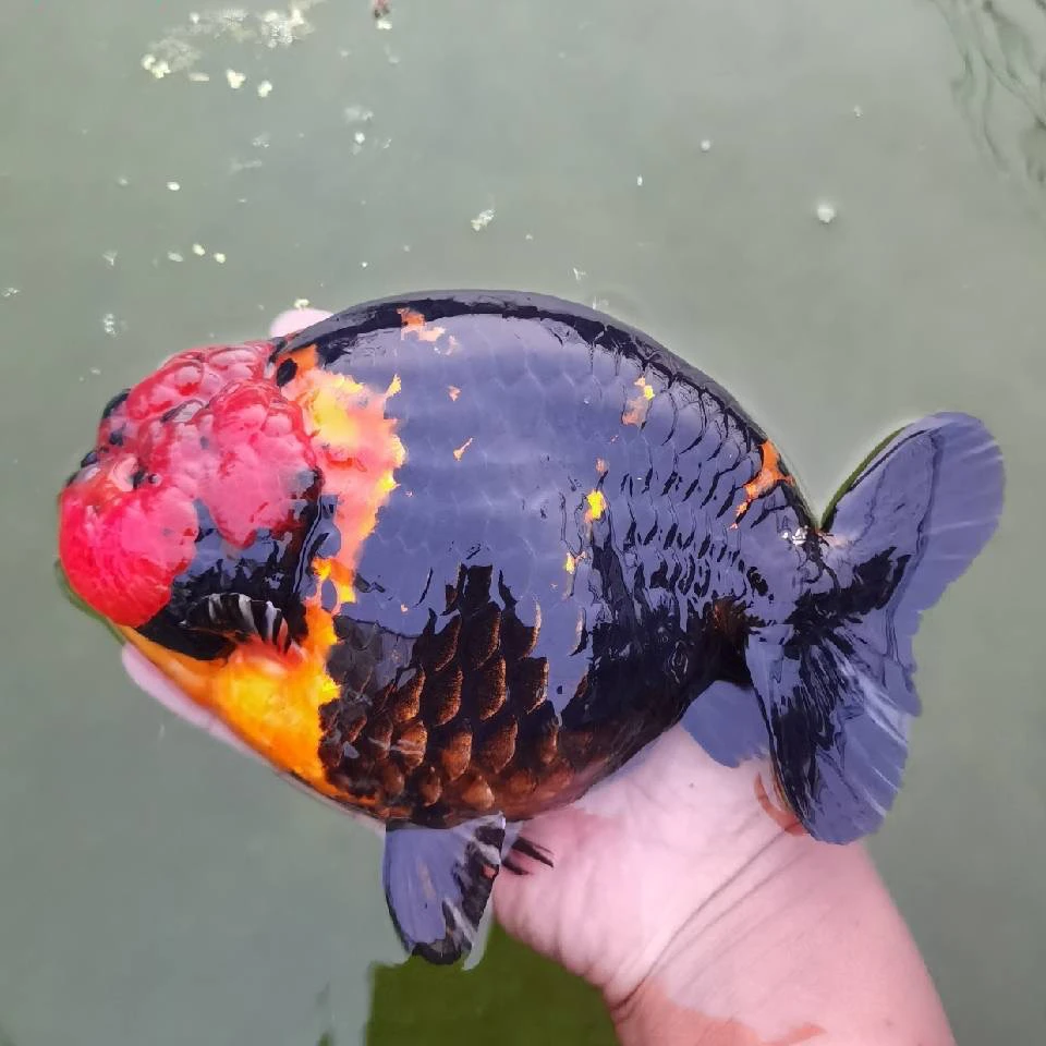 北方大体兰寿金鱼渔场直销