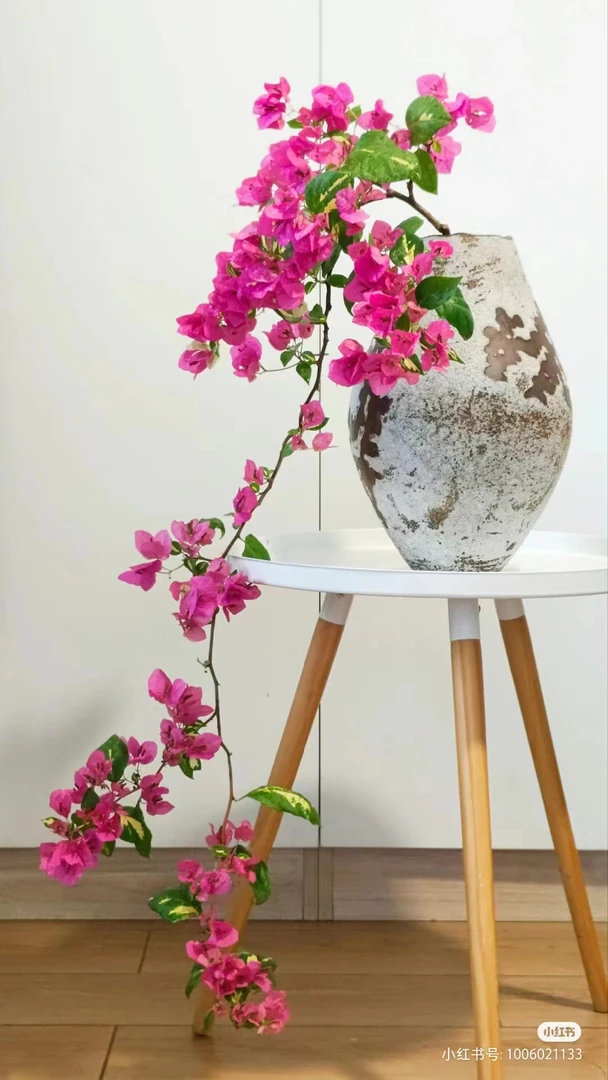三角梅一物一拍基地直播间为准