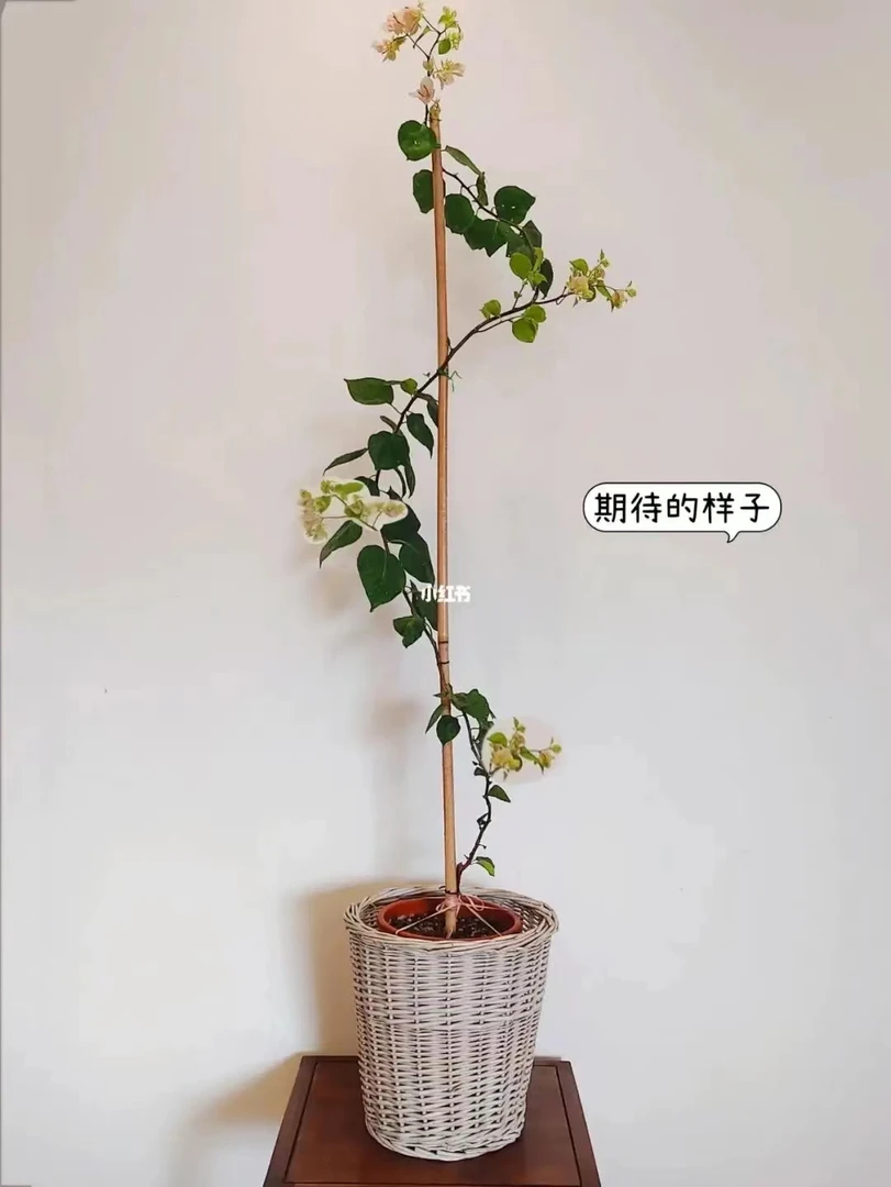 sanjiaomei/三角梅三角梅一物拍一物