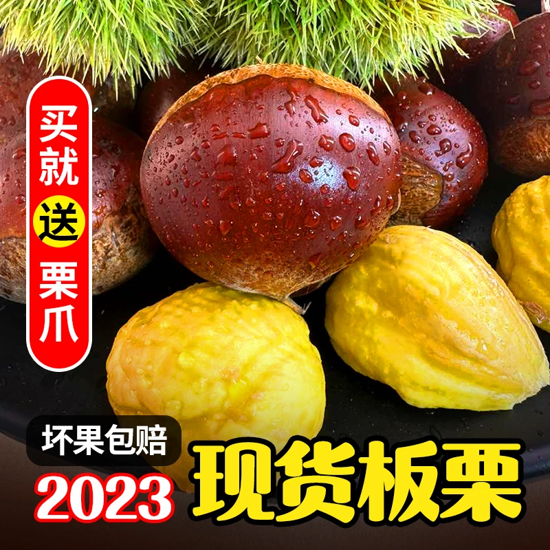 【拍3斤送2斤到手5斤】新鲜丹东板栗栗子新货送开口器