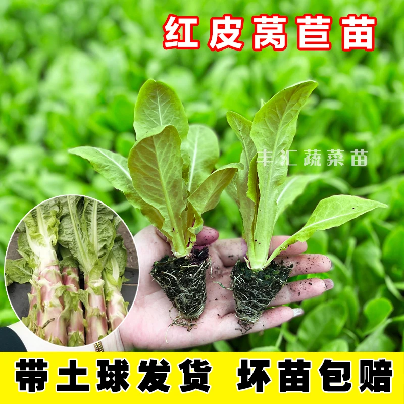 红皮莴笋苗带土莴苣苗秧苗幼苗红皮青皮香莴笋农家秋冬耐寒蔬菜苗