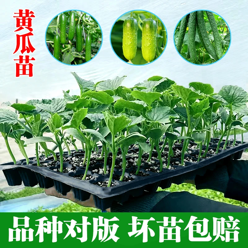 黄瓜苗秧苗青瓜苗满地爬黄瓜水果黄瓜苗蜜刺西瓜丝瓜南瓜苦瓜冬瓜