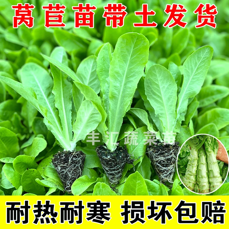 莴苣苗秧苗莴笋四季红皮莴苣秧苗耐寒蔬菜苗耐热新鲜基地盆栽带土