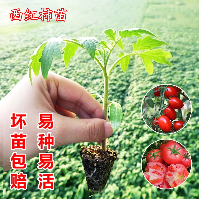 西红柿苗番茄秧苗千禧圣女果老品种番茄沙瓤西红柿黑珍珠米蔬菜苗