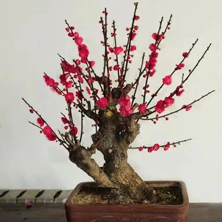 直播间专用【一物一拍】盆栽地栽