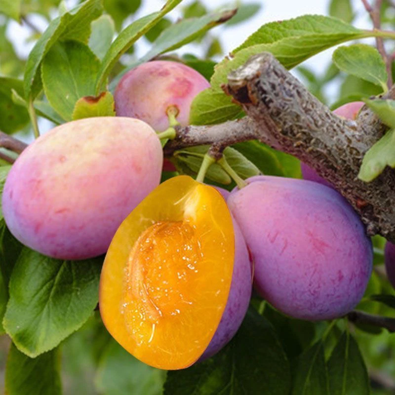 西梅树苗李子树苗盆栽地栽南北方种植