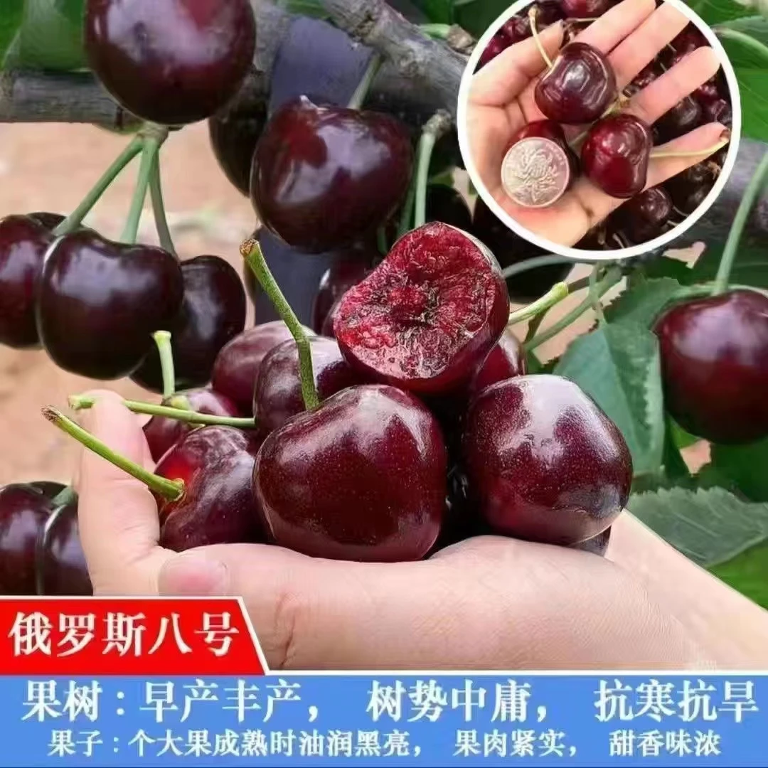 正宗樱桃树车厘子大樱桃地栽盆栽庭院当年接果南方北方种植耐寒