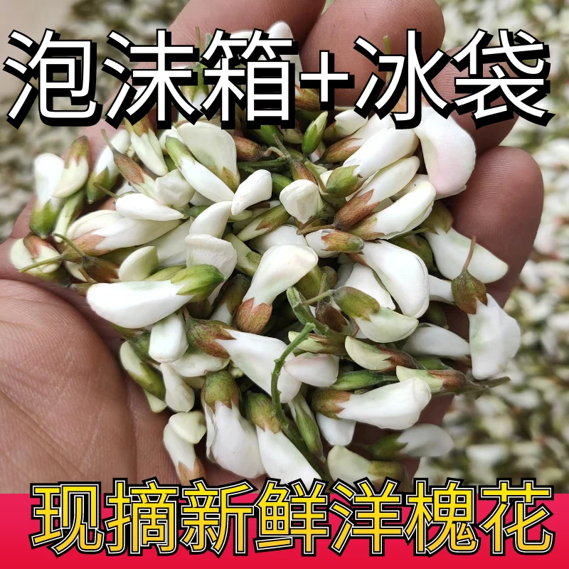 2025新鲜洋槐花山东农家现摘洋槐花鲜嫩花骨朵1/2/3/4斤