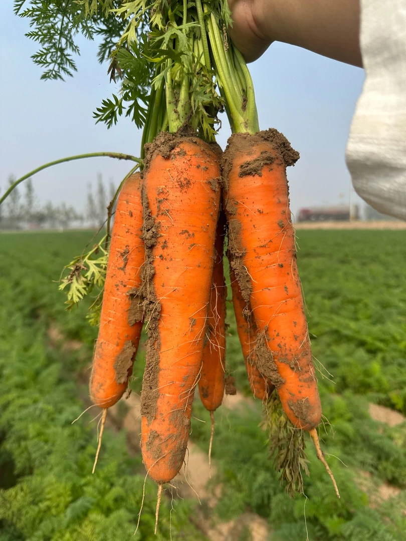 【绿色蔬菜】沙地胡萝卜现挖现发新鲜蔬菜农家自种带泥萝卜