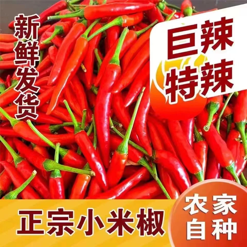 高产朝天椒种子超辣早熟辣椒种籽农家菜园蔬菜种子阳台盆栽四季播