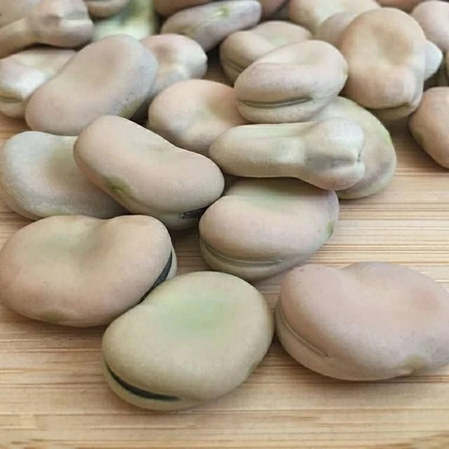 鲜丰仓干蚕豆胡豆生蚕豆农家生蚕豆干货