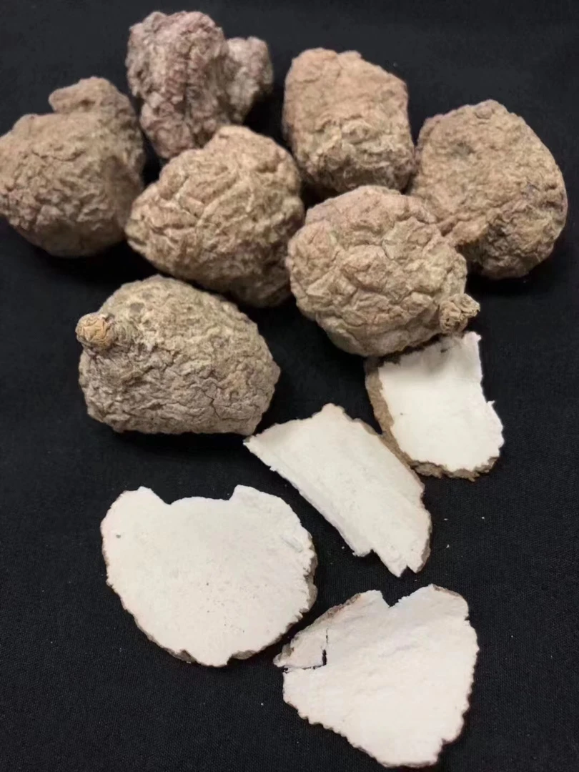 小马精选 虎奶菌