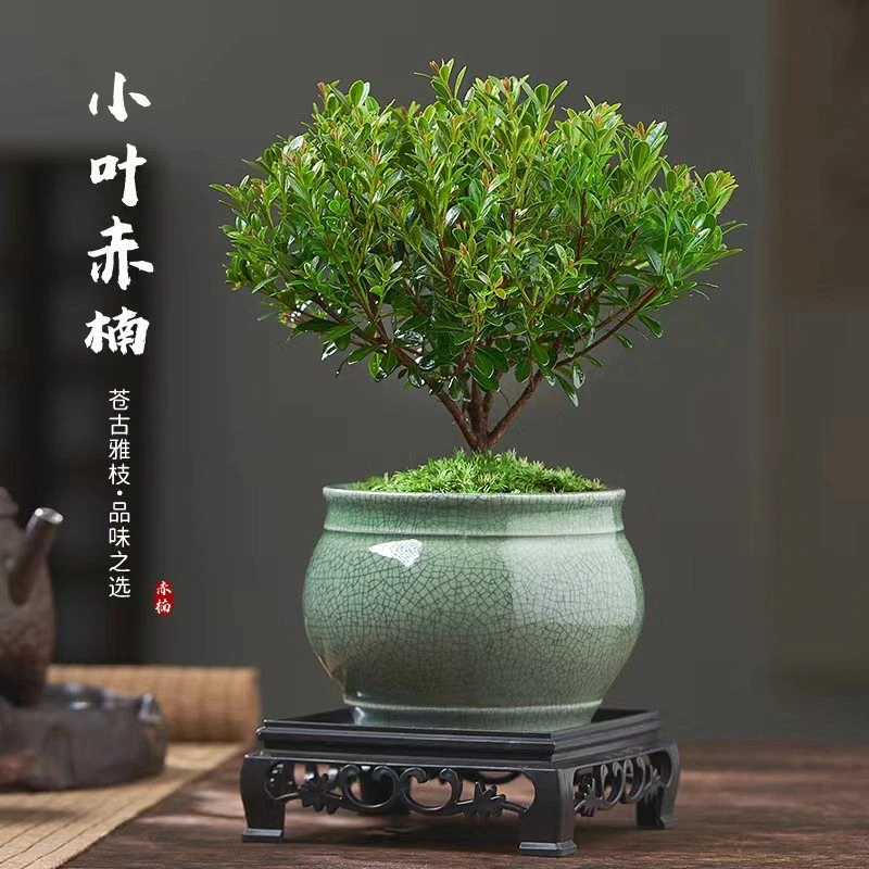 【新品上市】四季常青好养活小叶赤楠盆景植物室内净化空气吸甲醛