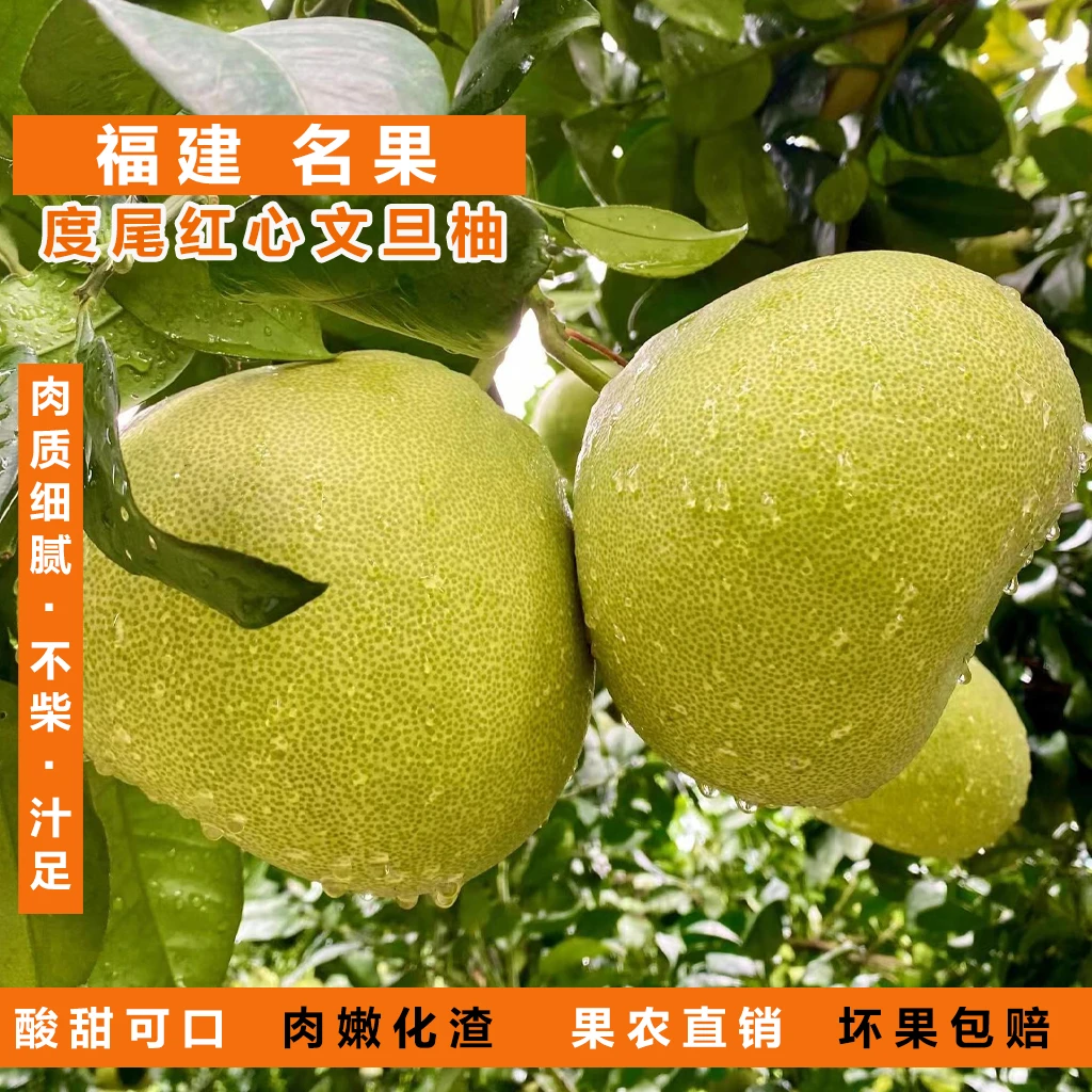 【无孔大果】福建仙游度尾文旦柚红白心蜜柚子新鲜现摘孕妇时令包邮